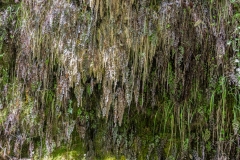 Donareo5