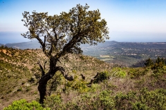 Esterel-7