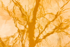 Reflet-5